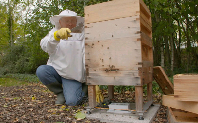 Technologia AI pomoże pszczelarzom wykrywać wzorce zachowań owadów i chronić ich kolonie.