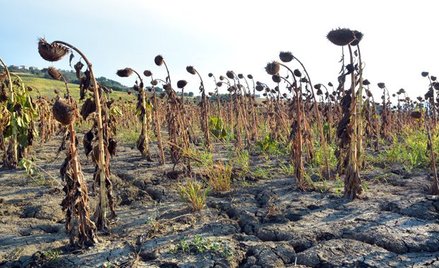 Susza bije w producentów i winduje ceny zboża