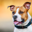 Pies rasy american staffordshire terrie