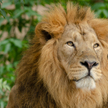 Osiem lwów z zoo w Indiach zakażonych koronawirusem