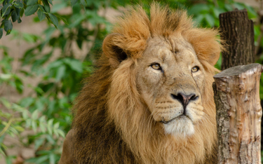 Osiem lwów z zoo w Indiach zakażonych koronawirusem