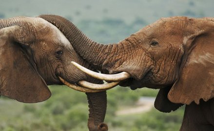 Zimbabwe: Były burmistrz złapany ze 120 kg kości słoniowej