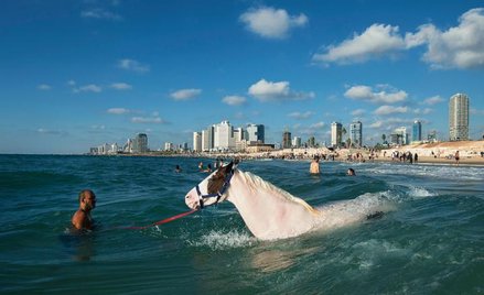 Jak Arab z arabem... Kąpiel pana i jego wiernego wierzchowca na tel-awiwskiej plaży trzeciego dnia ś