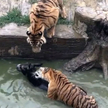 Chiny: Nakarmili tygrysy w Zoo żywym osłem