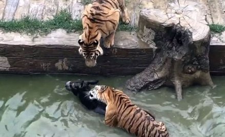 Chiny: Nakarmili tygrysy w Zoo żywym osłem
