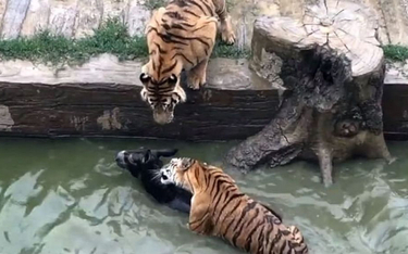 Chiny: Nakarmili tygrysy w Zoo żywym osłem
