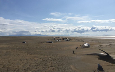 Dziesiątki martwych grindwali na islandzkiej plaży