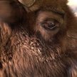 Puszcza Borecka: Jest zgoda na odstrzał żubrów