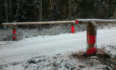 Bóbr podgryza barierki
