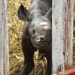 Świąteczny cud w Michigan. W zoo na świat przyszedł krytycznie zagrożony nosorożec czarny
