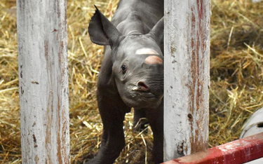 Świąteczny cud w Michigan. W zoo na świat przyszedł krytycznie zagrożony nosorożec czarny