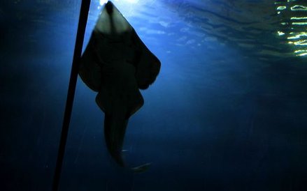 Oceanarium w Rotterdamie