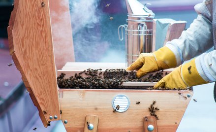 Przedstawiciele Departamentu Rolnictwa Stanów Zjednoczonych (USDA) podkreślają, że zapylanie ma kluc