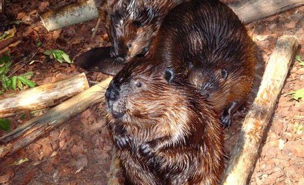 Skarb Państwa odpowiada za wszystkie szkody wyrządzone przez bobry