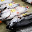 Pierwsza aukcja tuńczyna w 2018 roku na rynku Tsukiji