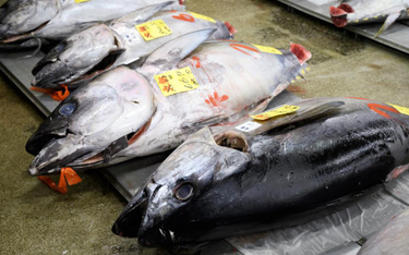 Pierwsza aukcja tuńczyna w 2018 roku na rynku Tsukiji