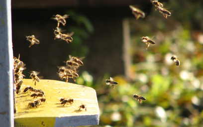 Pszczoły wygrywają z rolnikami. Cukier drożeje i może go brakować
