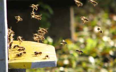 Dzikie pszczoły są coraz mniejsze. Powodem globalne ocieplenie