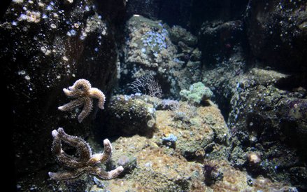 Oceanarium w Rotterdamie