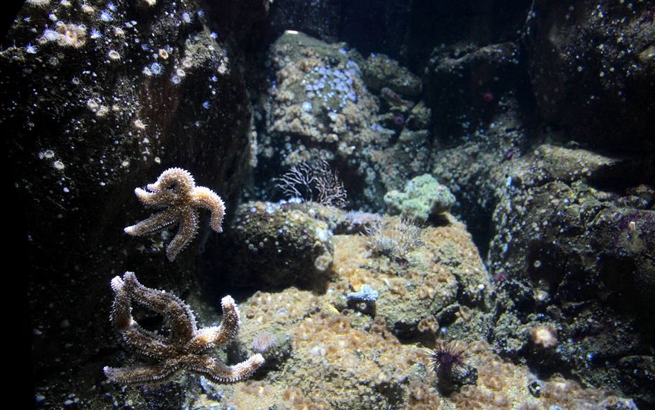 Oceanarium w Rotterdamie