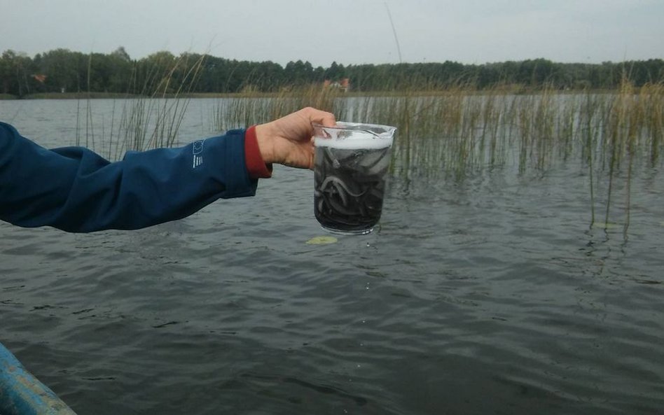 Zarybianie węgorzami Jeziora Mikołajskiego.