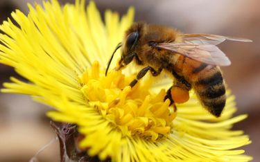 Ukraina: Pszczoły na haju