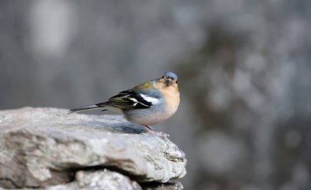 TSUE ukarało Portugalię karą w wysokości 10 mln euro, a także dodatkową karą w wysokości 41250 euro 