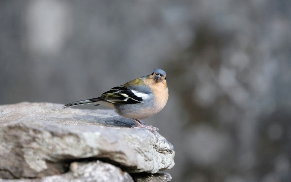 TSUE ukarało Portugalię karą w wysokości 10 mln euro, a także dodatkową karą w wysokości 41250 euro 