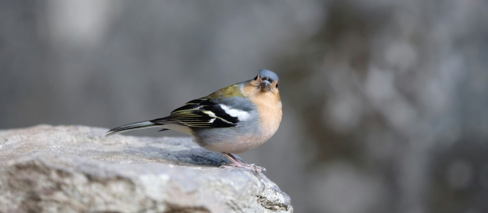 Penalty for Portugal. Millions of euros for ignoring nature protection