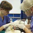 Technicy weterynarii dostaną o 5 zł więcej za godzinę pracy