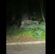 Kadr z nagrania, na którym widać dużego drapieżnika na przedmieściach Berlina
