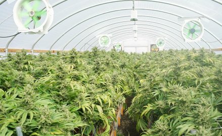 Legalny rynek marihuany wzrośnie w ciągu sześciu lat nawet … 15-krotnie, spodziewa się Euromonitor.