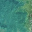 Wirusy pomogą w walce ze zmianami klimatu?