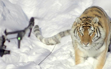 Jak w Chinach odchudza się tygrysy