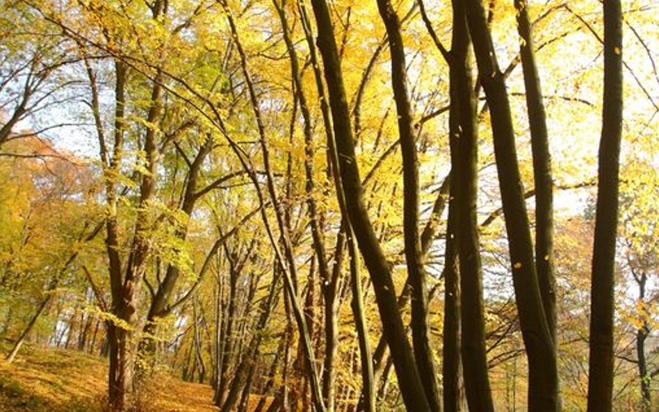 Jesień na Ziemi Lubuskiej jest niezwykle kolorowa.