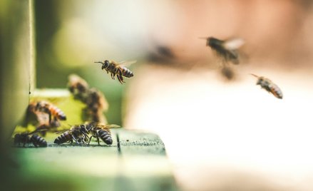 Zdaniem autorów badania reakcja pszczół na stres może wskazywać na to, że odczuwają one coś na kszta