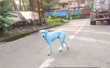 Błękitne psy na ulicach Indii