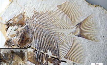 Skamieniała pirania, która jadła dinozaury