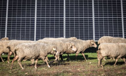 Wykorzystanie żywych kosiarek (tzw. ekologiczny wypas) nie jest zasadniczo niczym nowym. Z mniejszym