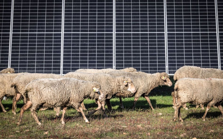 Rekordowa produkcja energii ze słońca w Polsce. Połowa prądu z fotowoltaiki