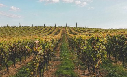 Według sądu francuski winiarz miał w nieuczciwy sposób pomagać właścicielom innych winnic z regonu B