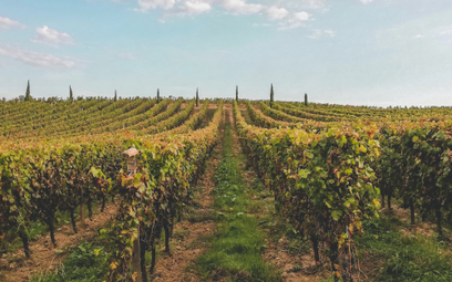 Według sądu francuski winiarz miał w nieuczciwy sposób pomagać właścicielom innych winnic z regonu B