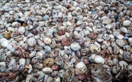 Około 4000 zamarzniętych pangolinów wewnątrz pojemnika wysyłkowego w porcie w Sumatrze. Zwierzęta te