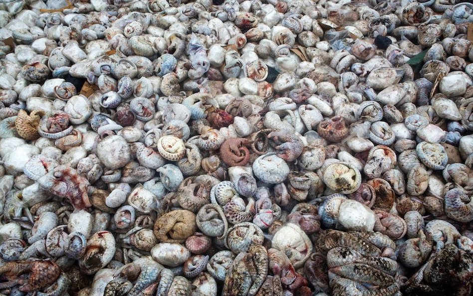 Około 4000 zamarzniętych pangolinów wewnątrz pojemnika wysyłkowego w porcie w Sumatrze. Zwierzęta te