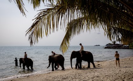 W tym roku Tajlandię powinno odwiedzić 40 milionów turystów, o milion więcej niż rok wcześniej