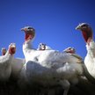 Brytyjscy rolnicy ostrzegają, że zabraknie indyków na święta