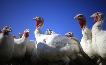 Brytyjscy rolnicy ostrzegają, że zabraknie indyków na święta