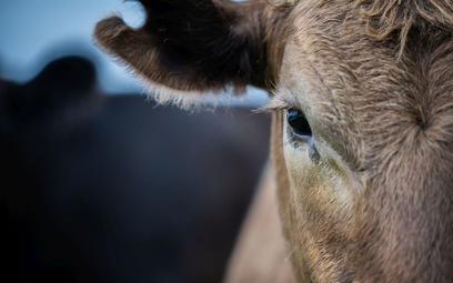 900 sztuk bydła po 2-miesięcznym rejsie pójdzie pod nóż