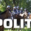Królestwo za konia. Duńska policja poszukuje rumaków