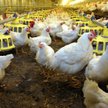 RPA domaga się polskich kurczaków